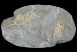 Two Miocene Fossil Crabs (Styrioplax?) - Pohorje, Slovenia #130188-1